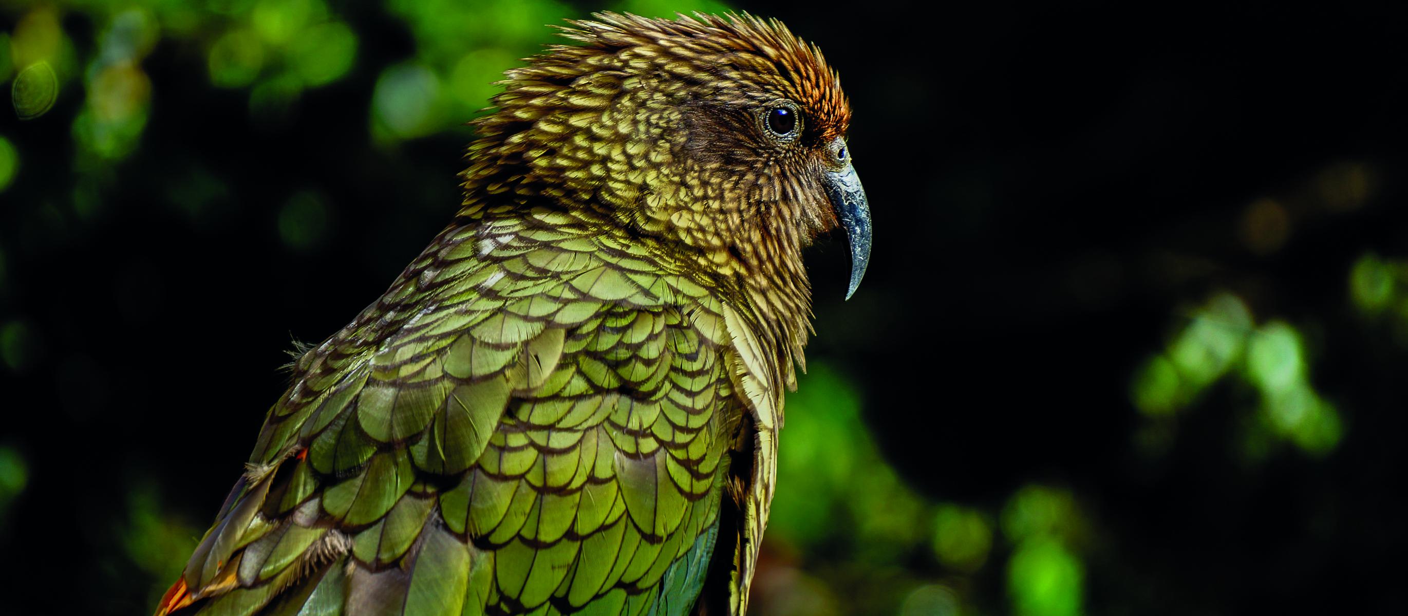 Kea