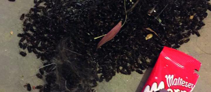 dead beetles