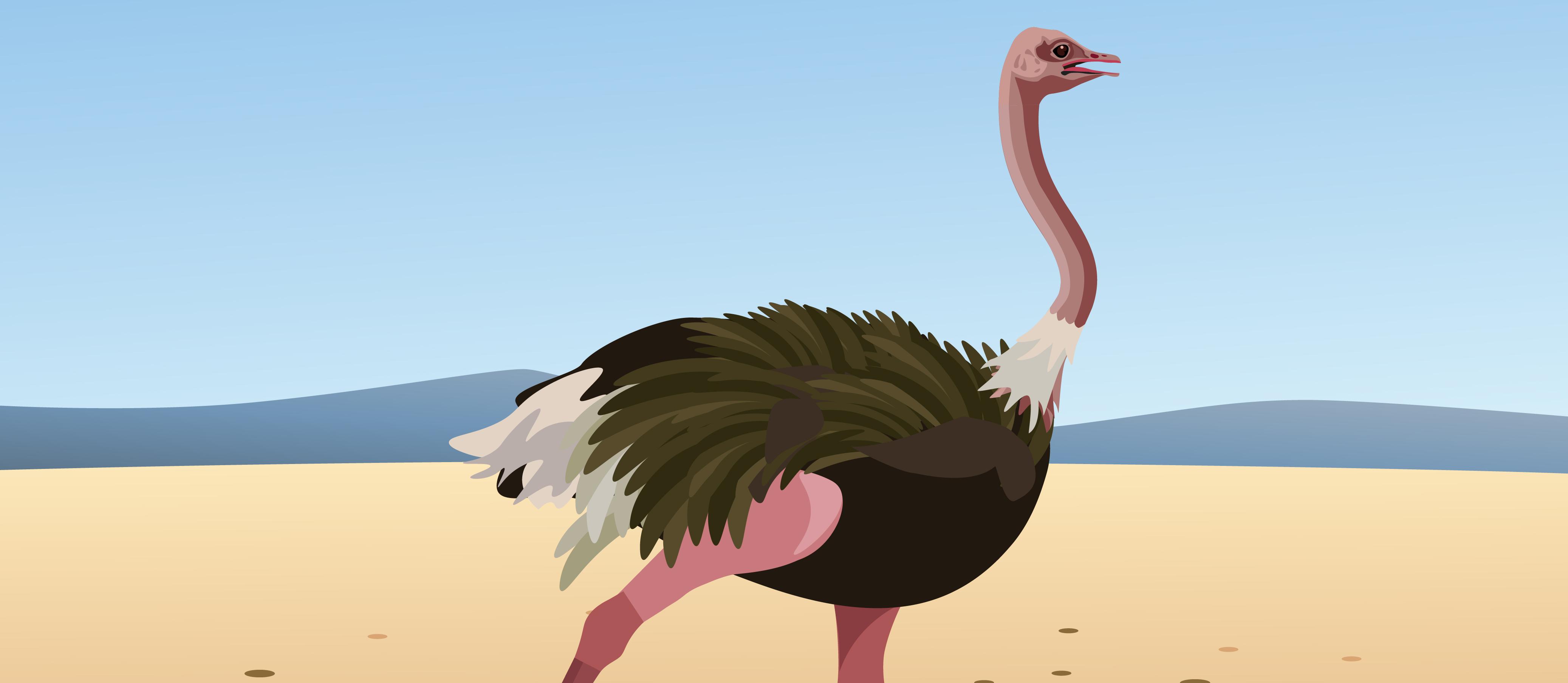 Running ostrich 