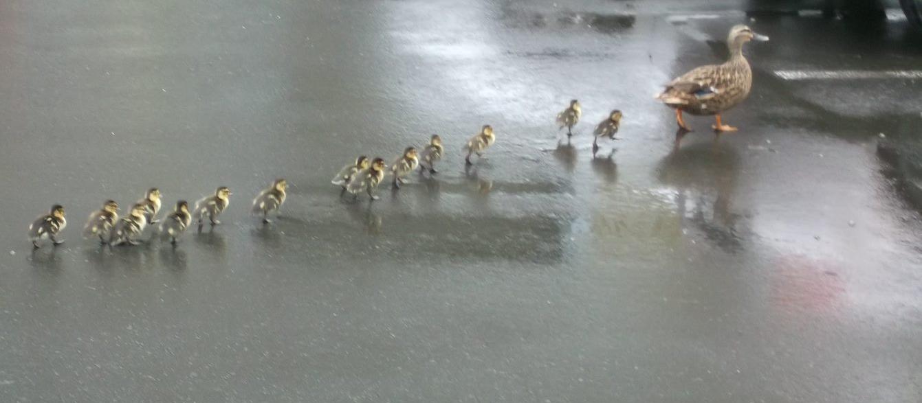 Ducks leaving