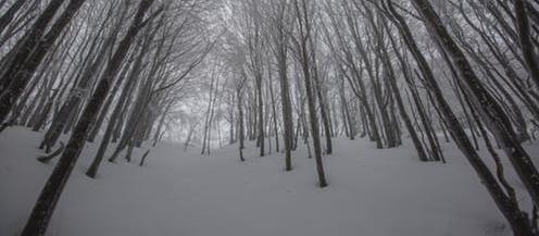 snow forest