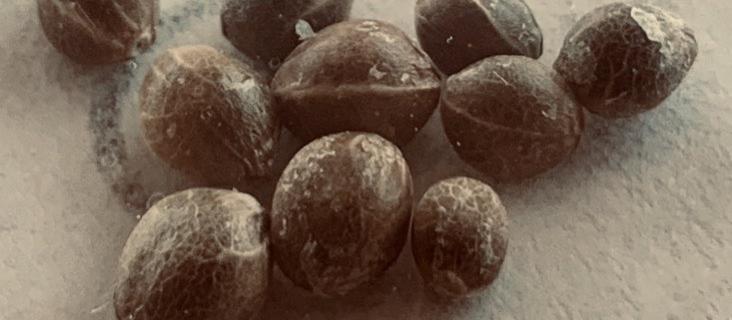 cannabis seeds