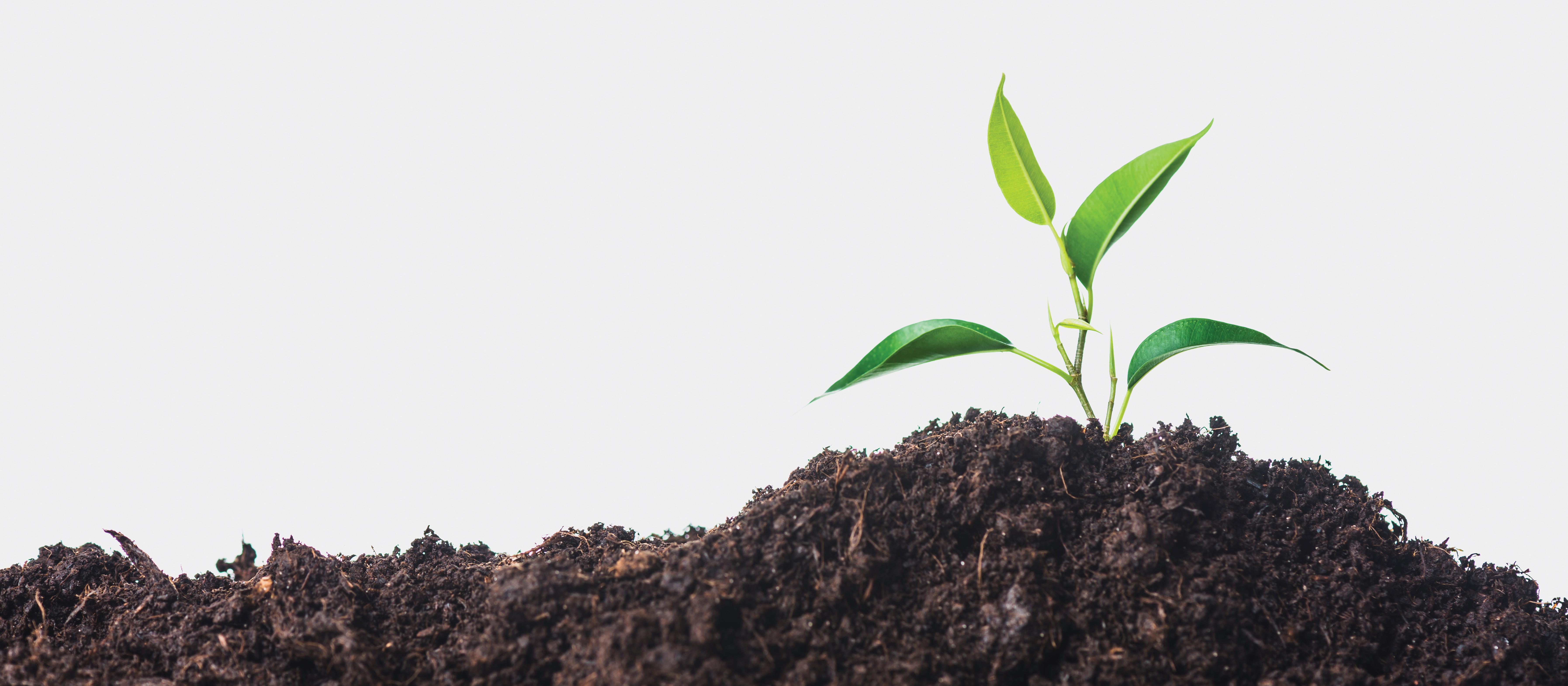 Plant growing