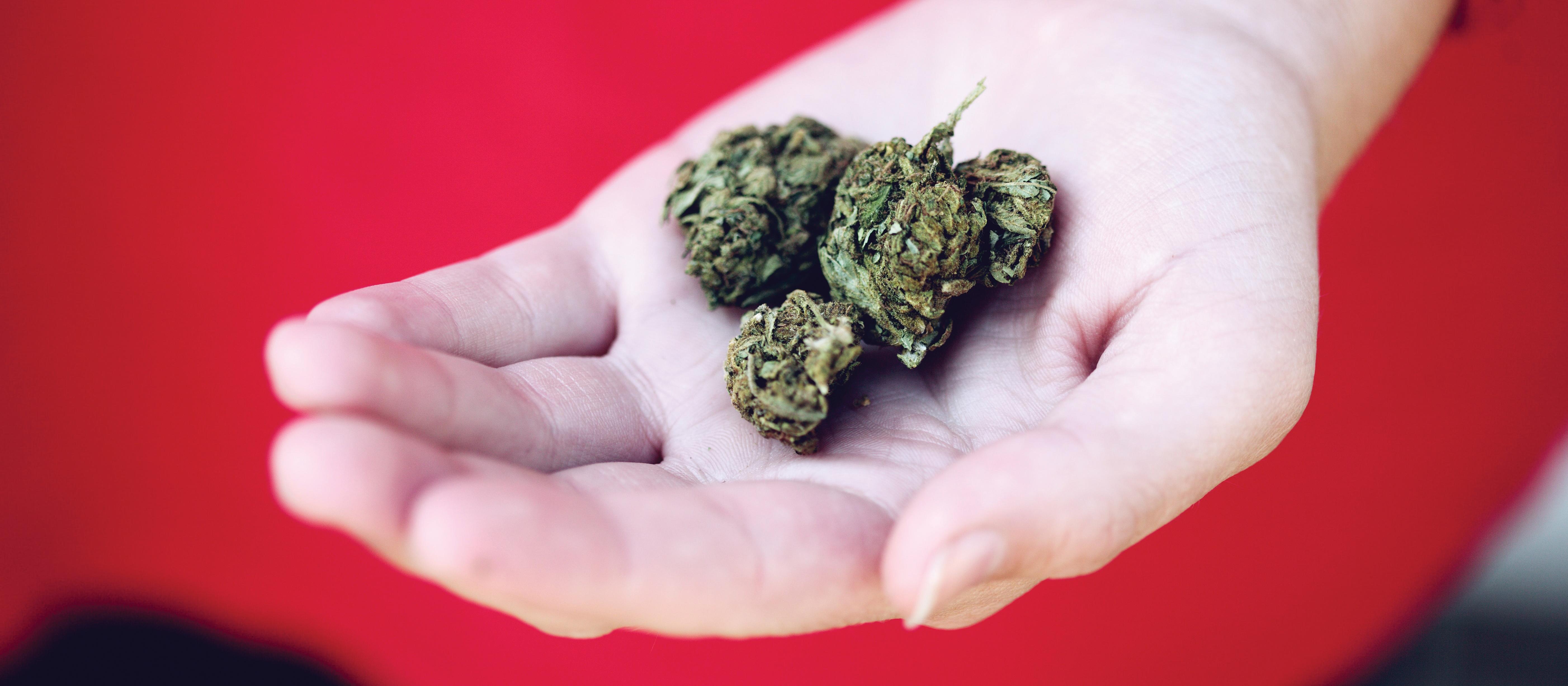Cannabis in hand