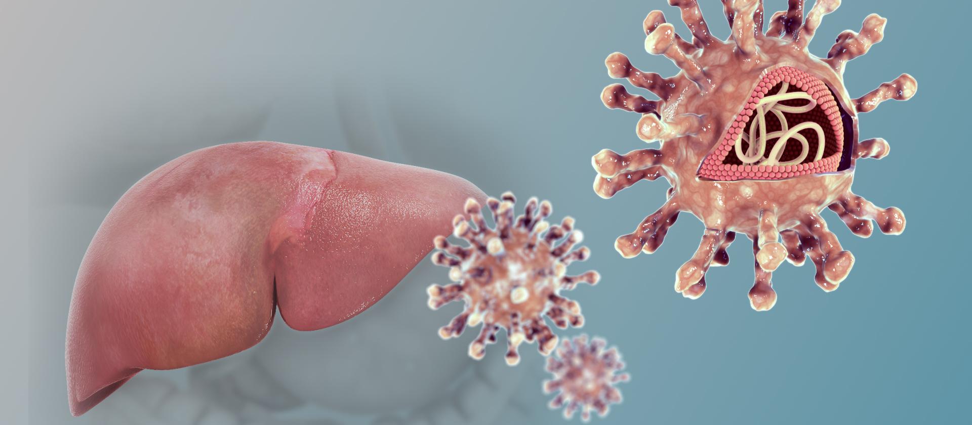 3D medical animation hep C virus 