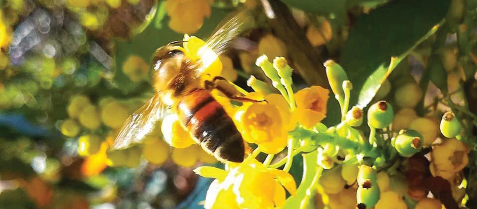 Bee in garden