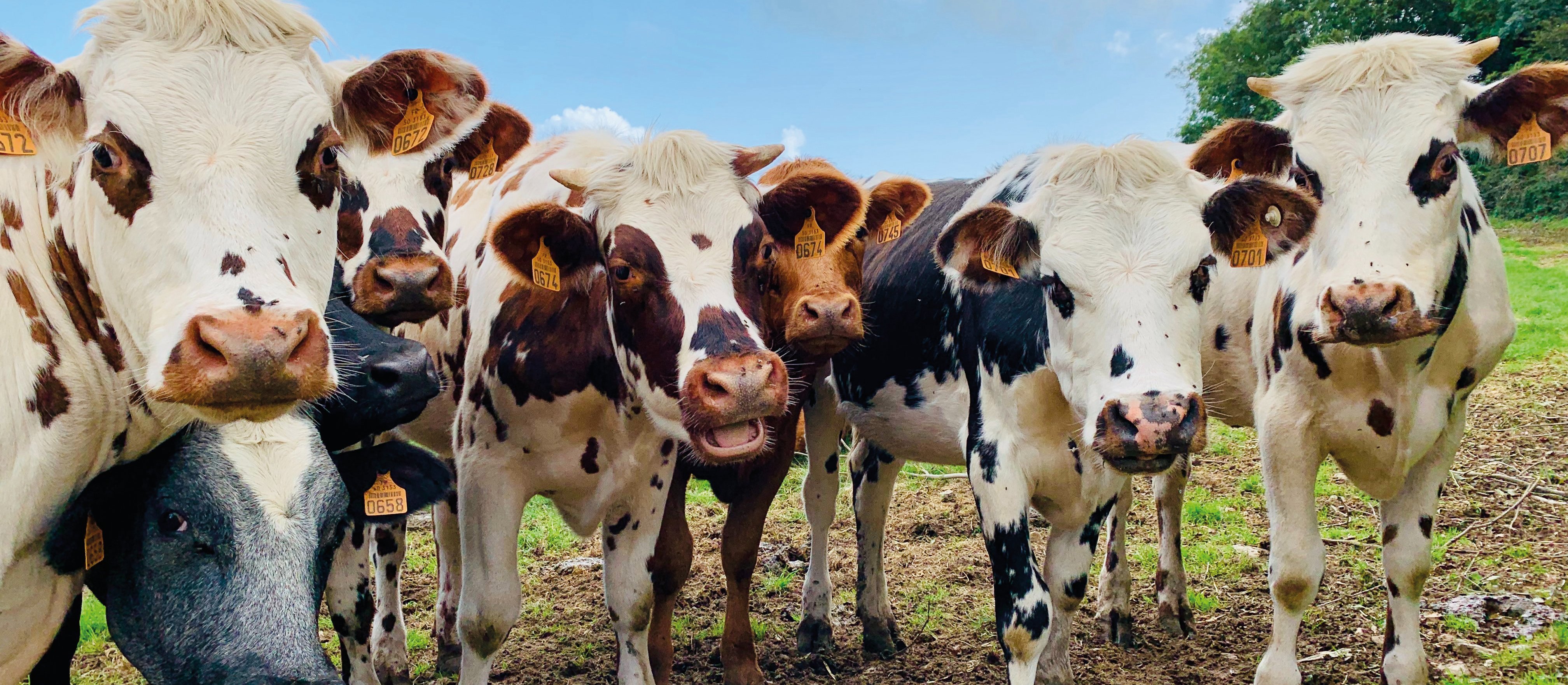 Unlike domestic animal herds, human populations do not mix homogeneously, and movements cannot usually be controlled