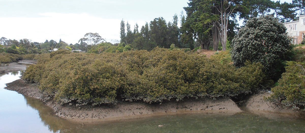Mangroves Tamaki River Auckland