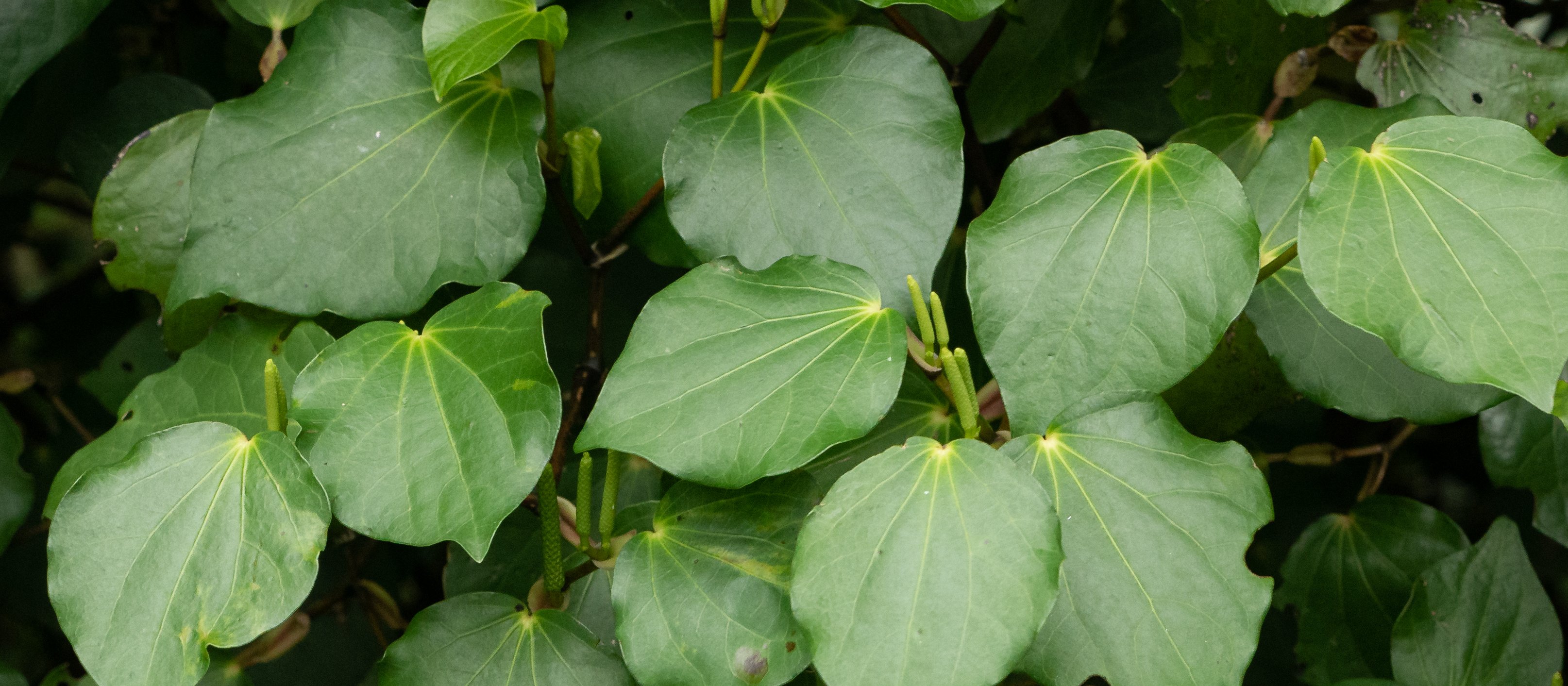 Kawakawa is botanically related to kava, and its leaves are most often used for medicinal purposes