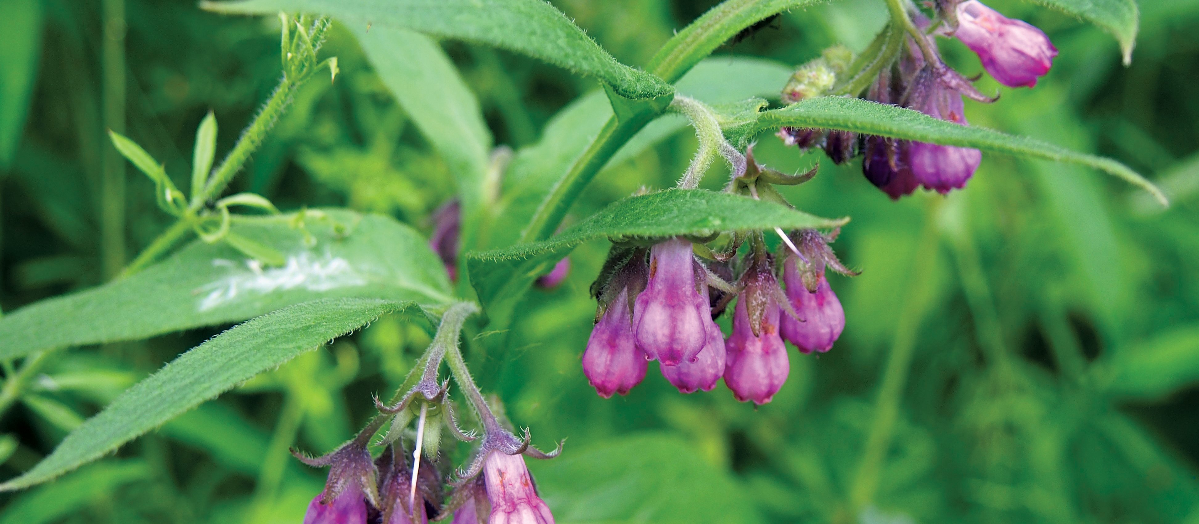 Comfrey