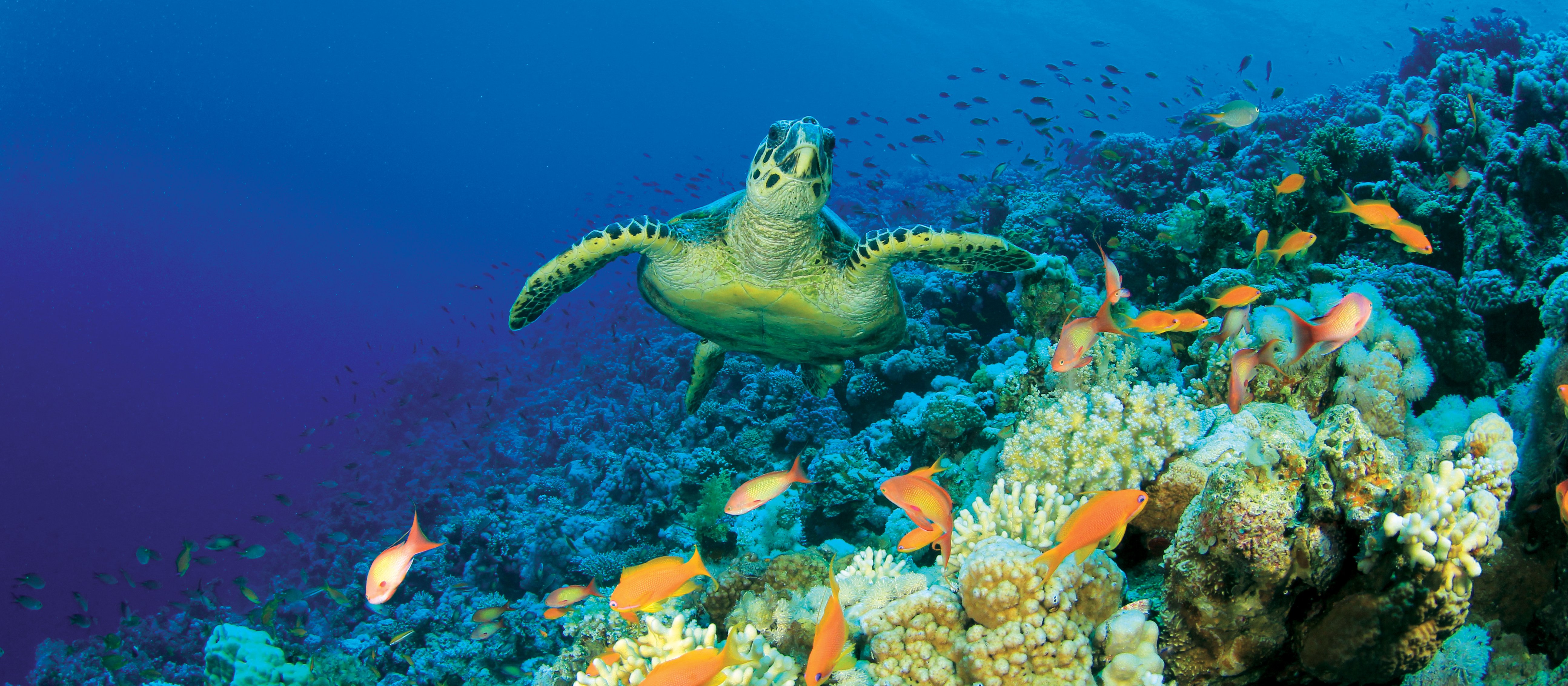 Coral turtle