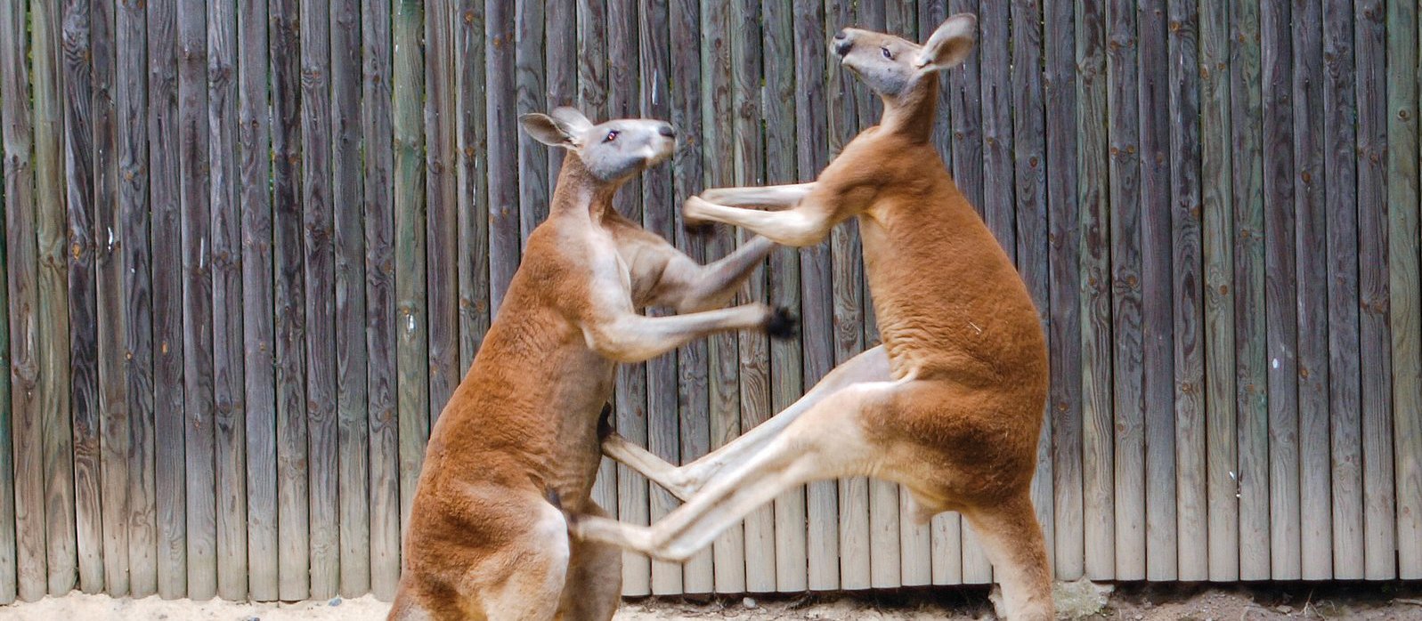 kangaroos fighting [image: Dellex/Wikimedia Commons]