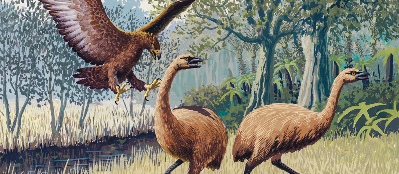 Giant Haast’s eagle attacking New Zealand moa