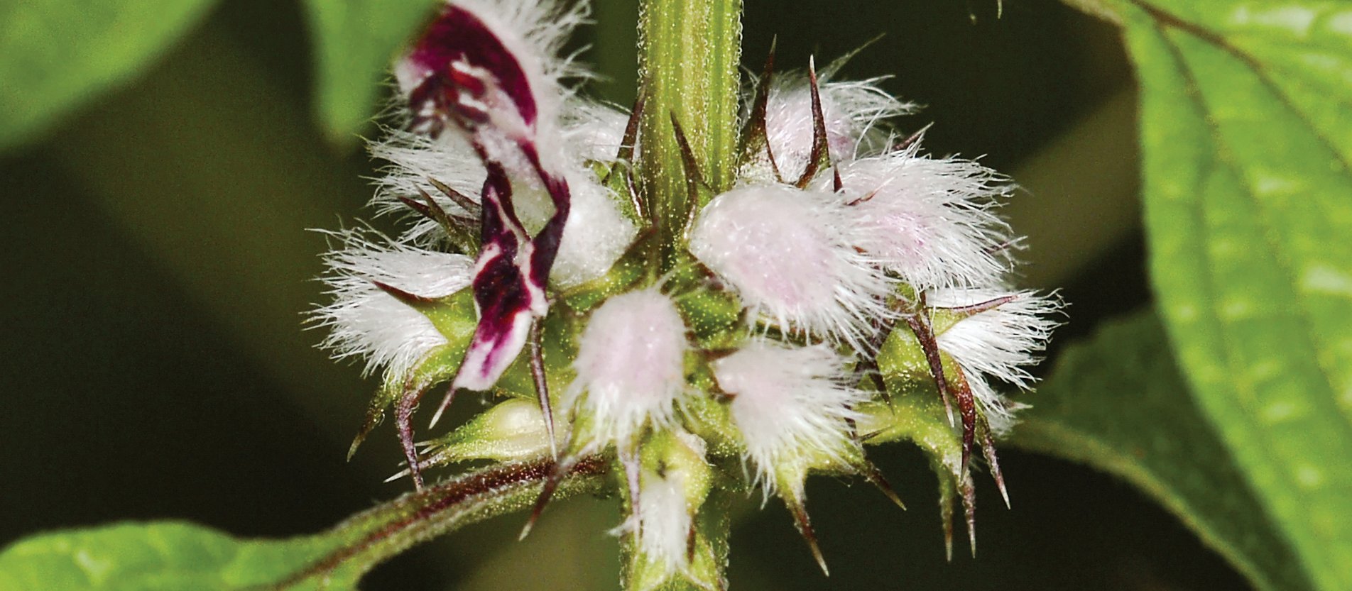 Motherwort