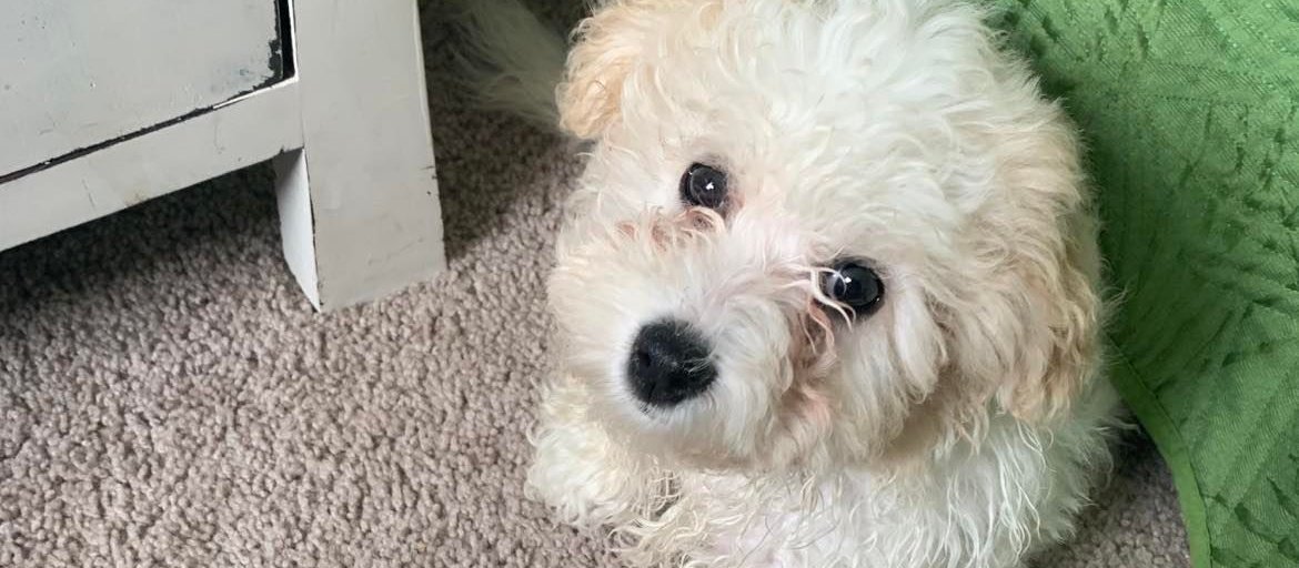 Suki