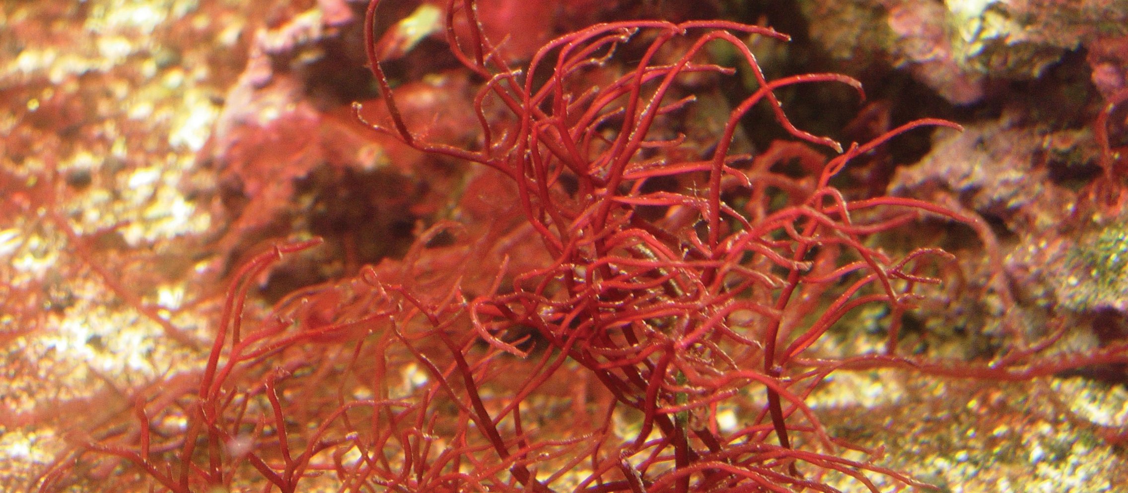  Gracilaria 