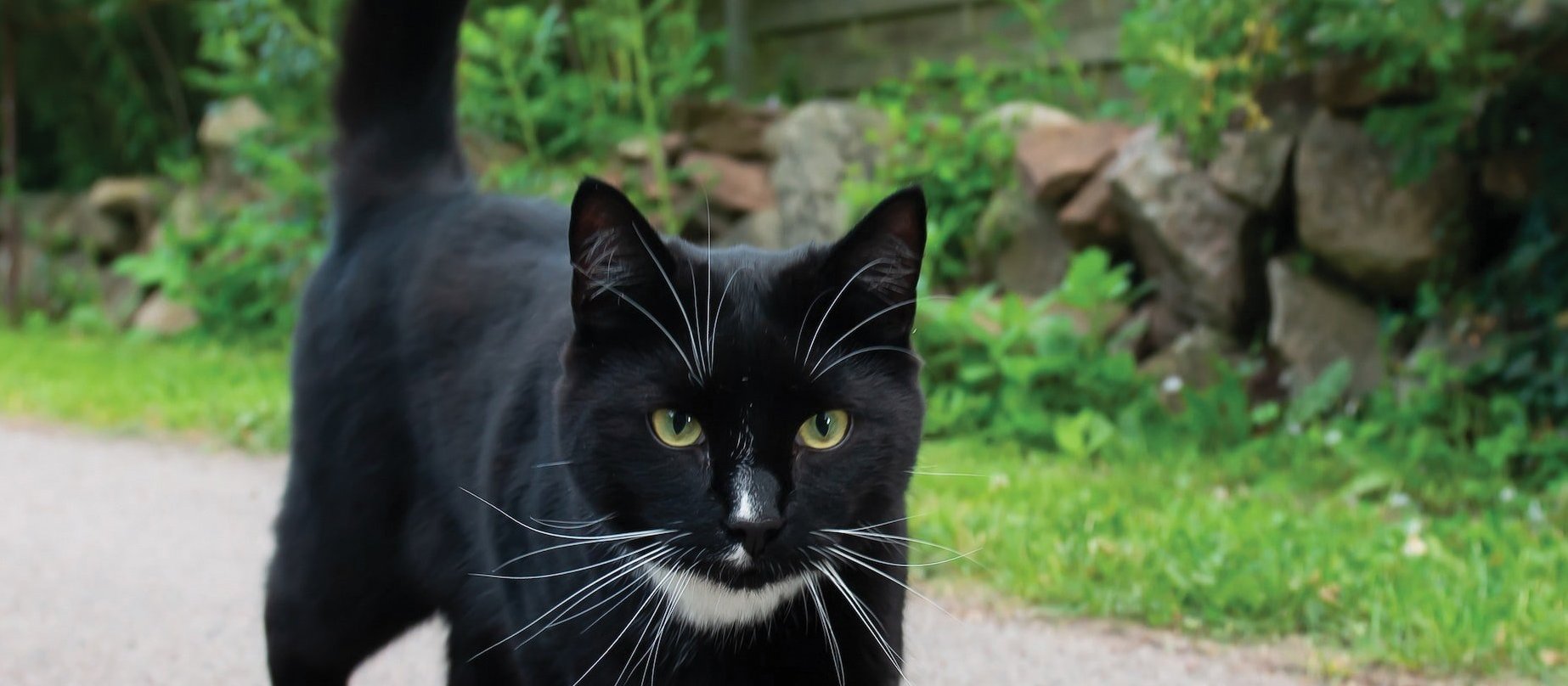 Cat_ingarden_CR_Anders-Nord-on-Unsplash_cropped