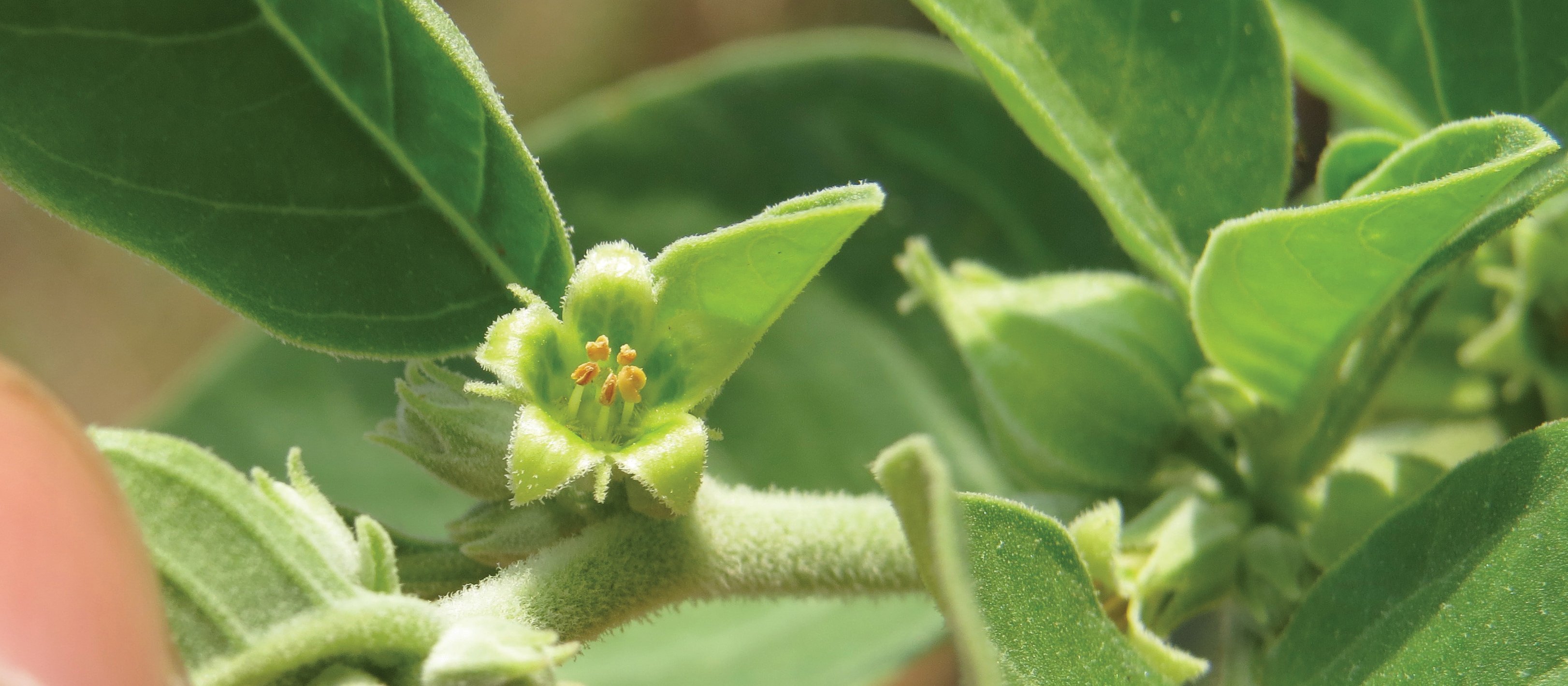 Ashwaghandha (Withania somnifera)