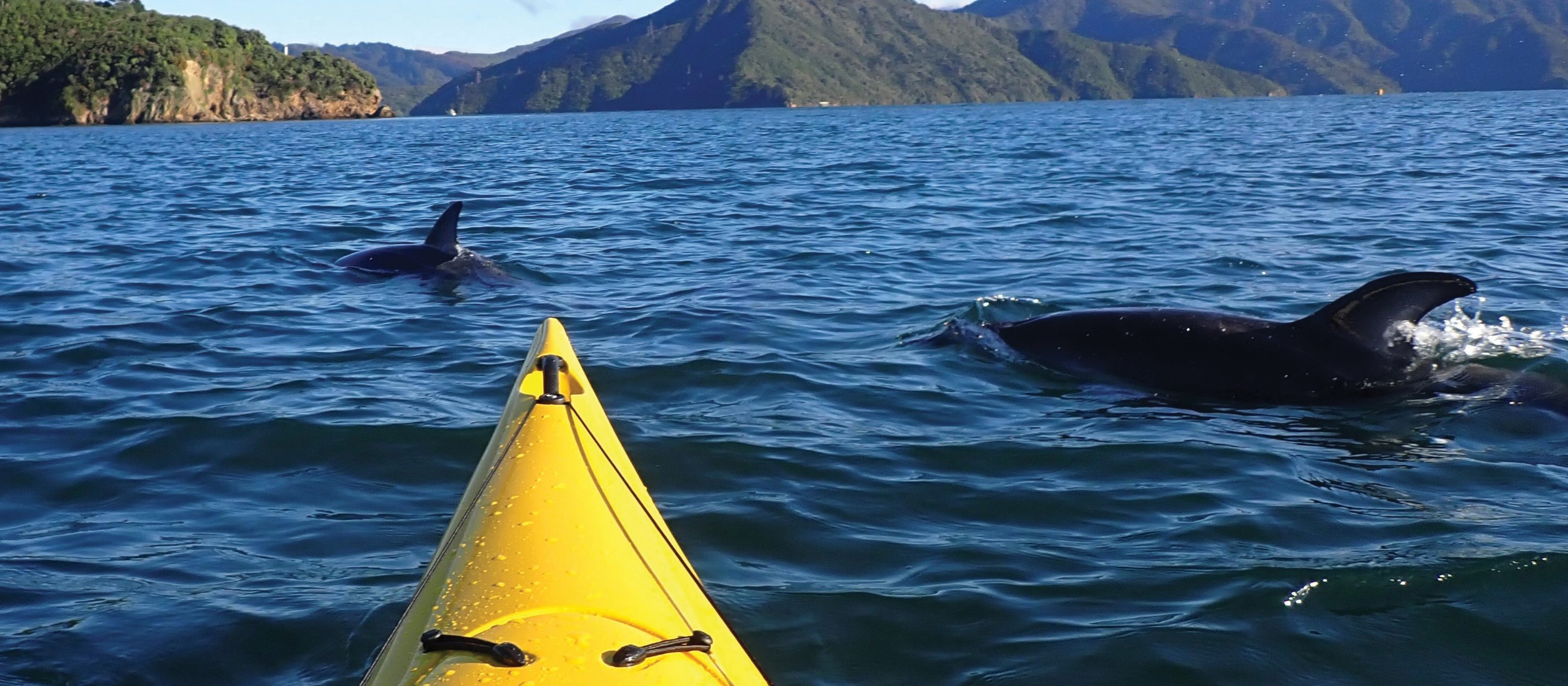 Dolphins spotted by Graeme Smith while sea kayaking