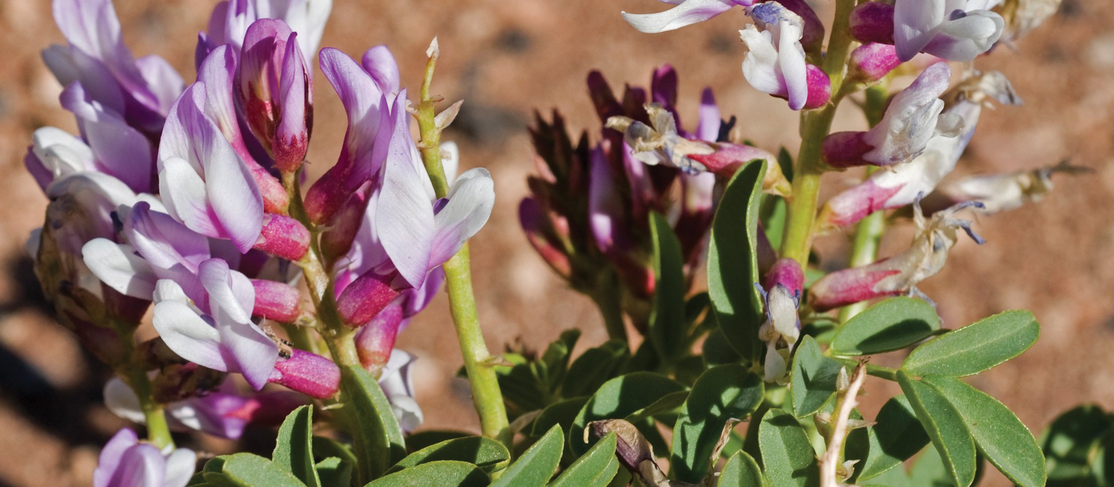 Astragalus