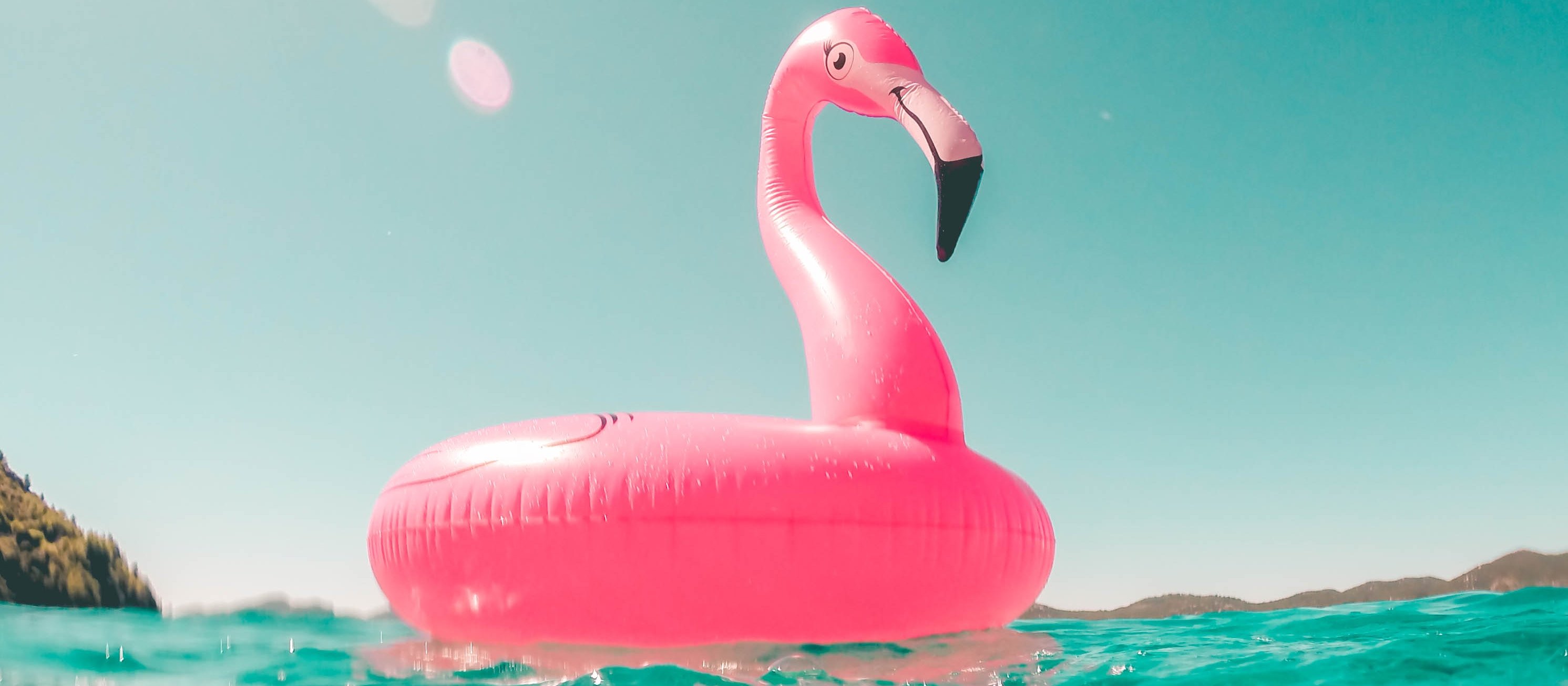 Pink flamingo, pool