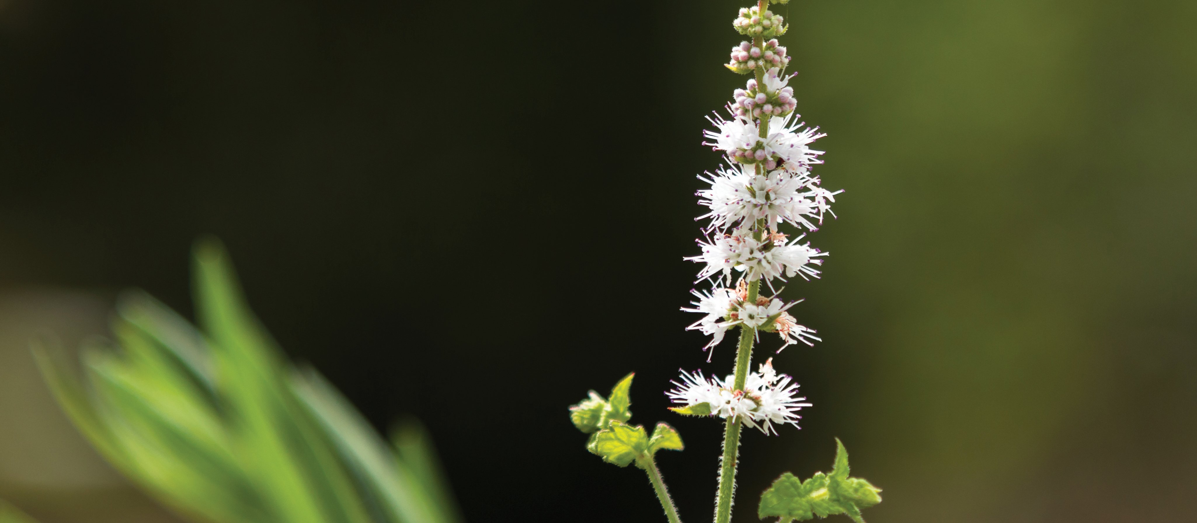 Black Cohosh