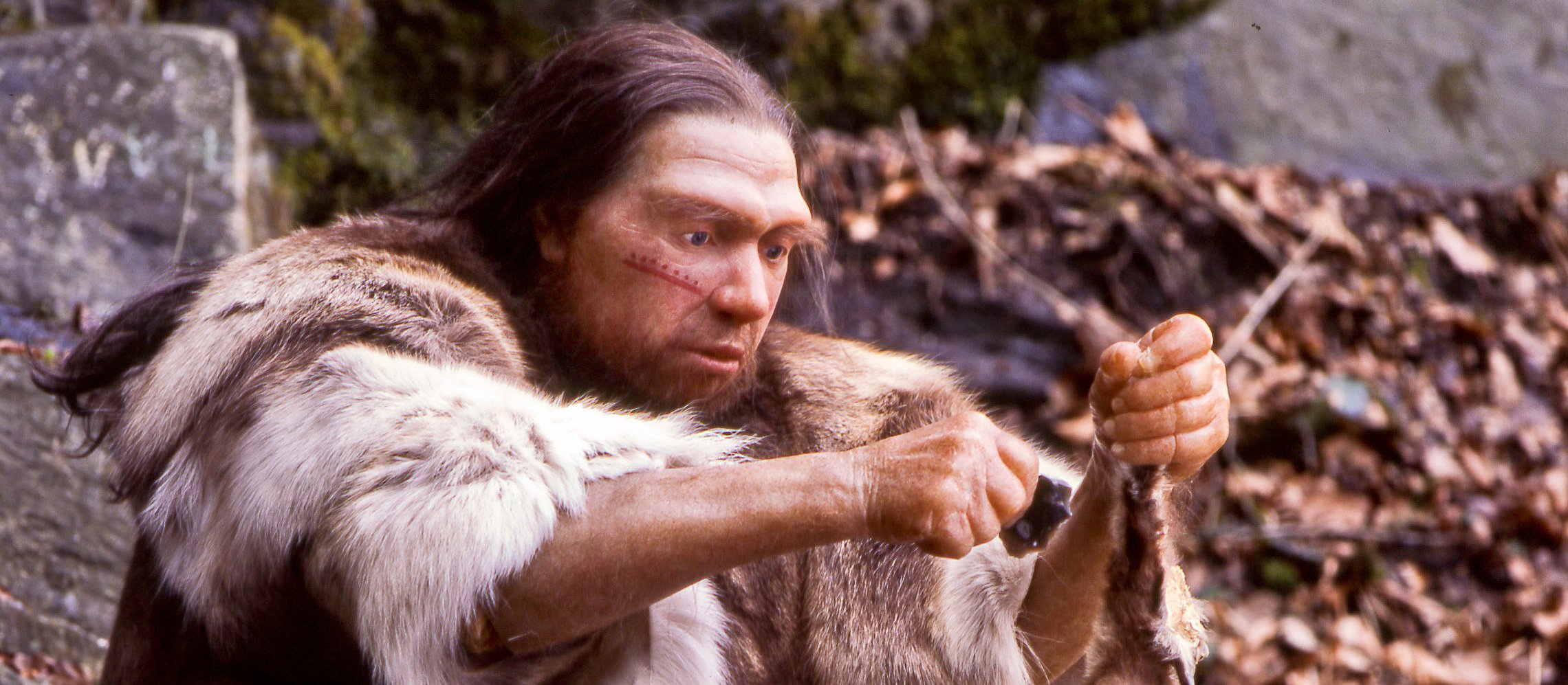 Homo sapiens