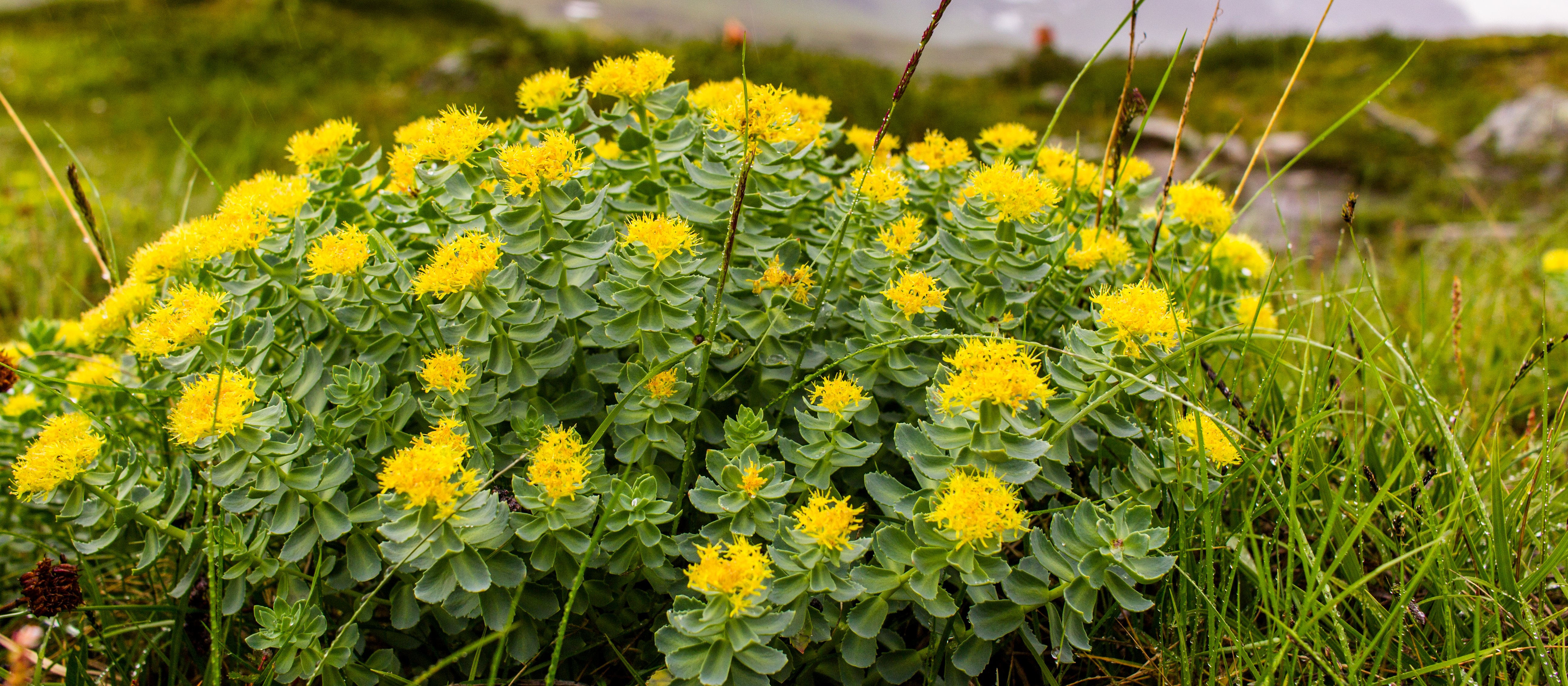 Rhodiola rosea