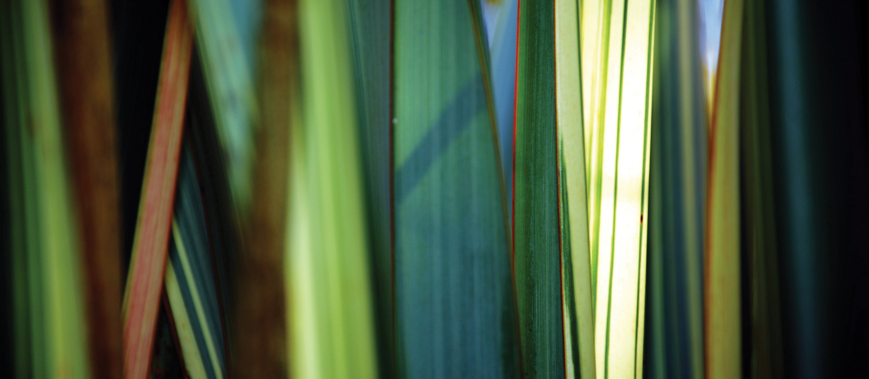 Close up of flax