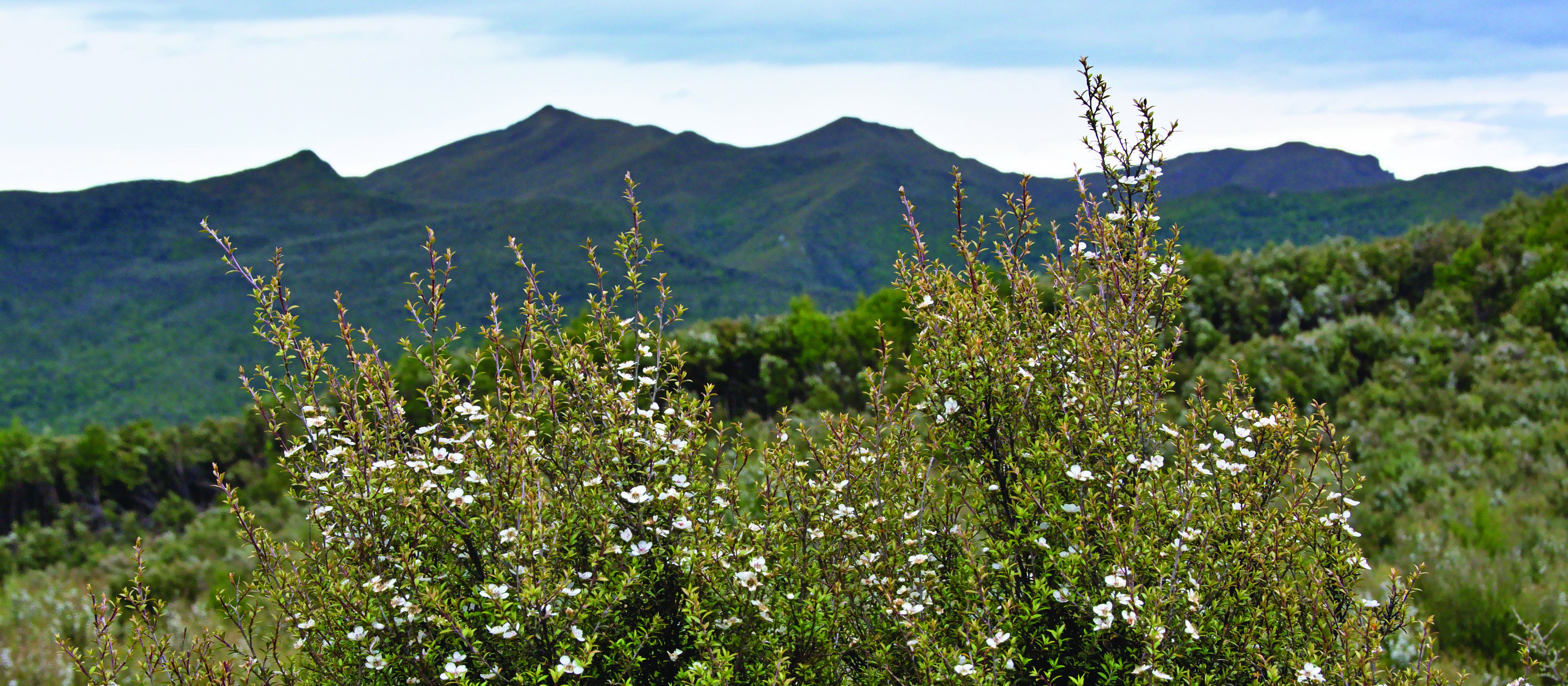 Manuka bush flowers