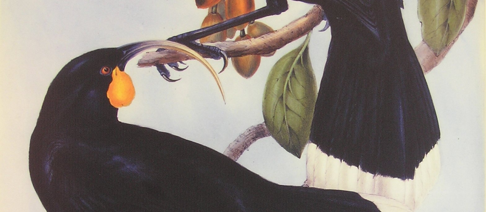 Huia