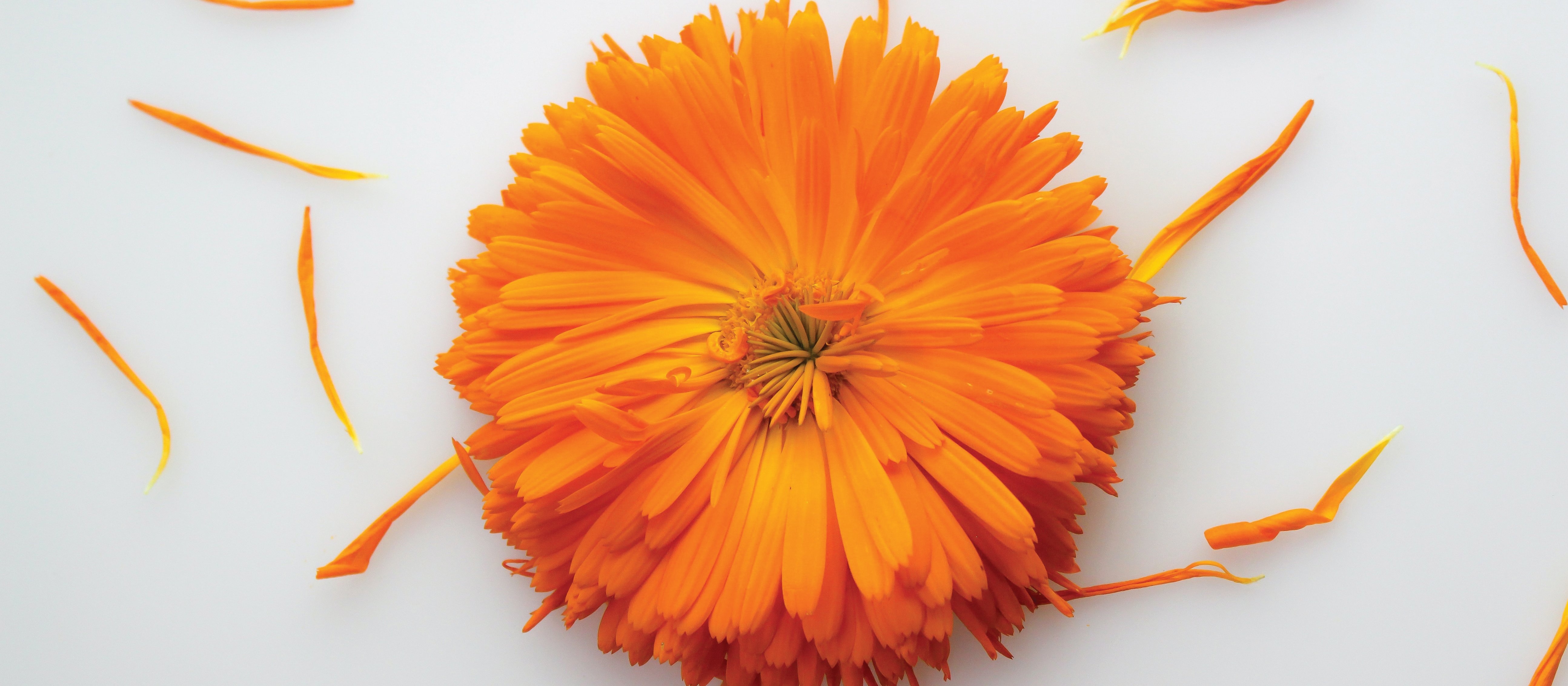 Calendula