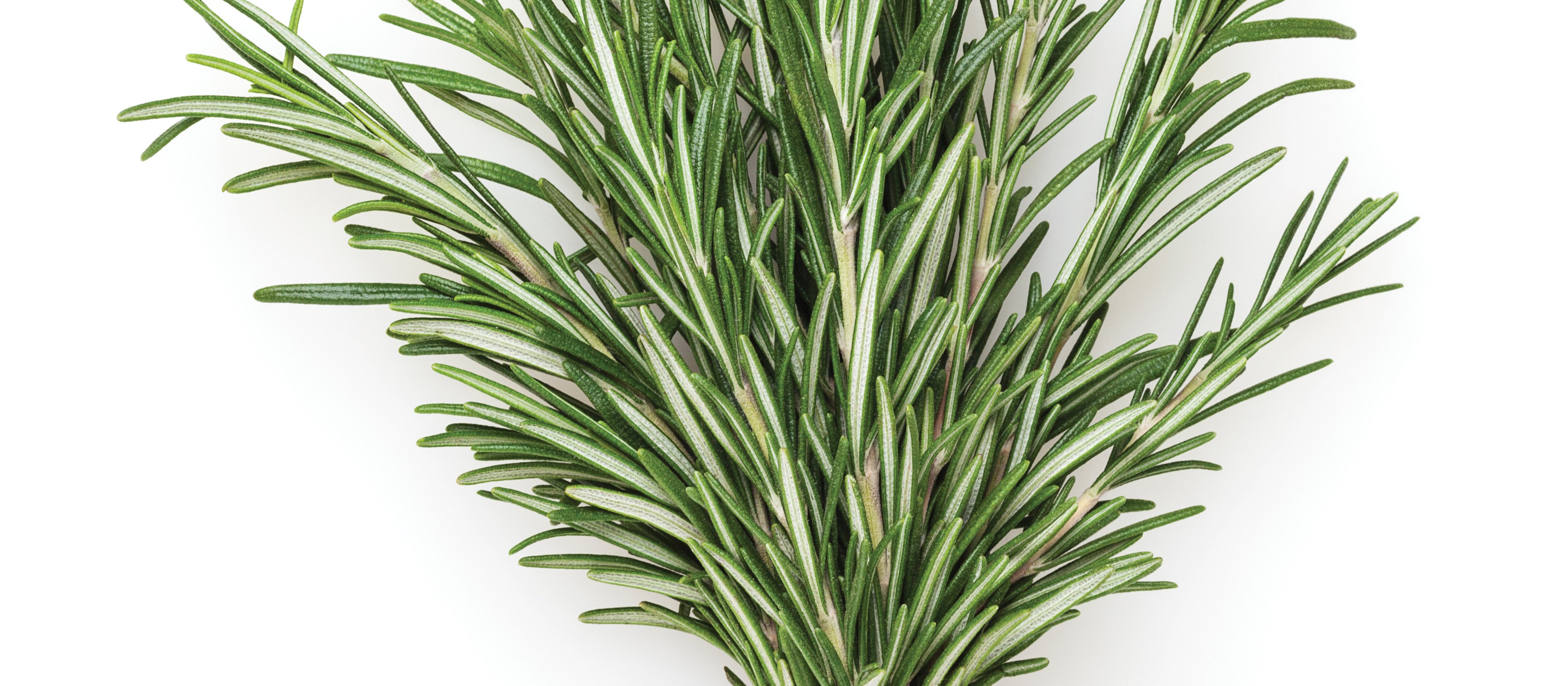 Rosemary