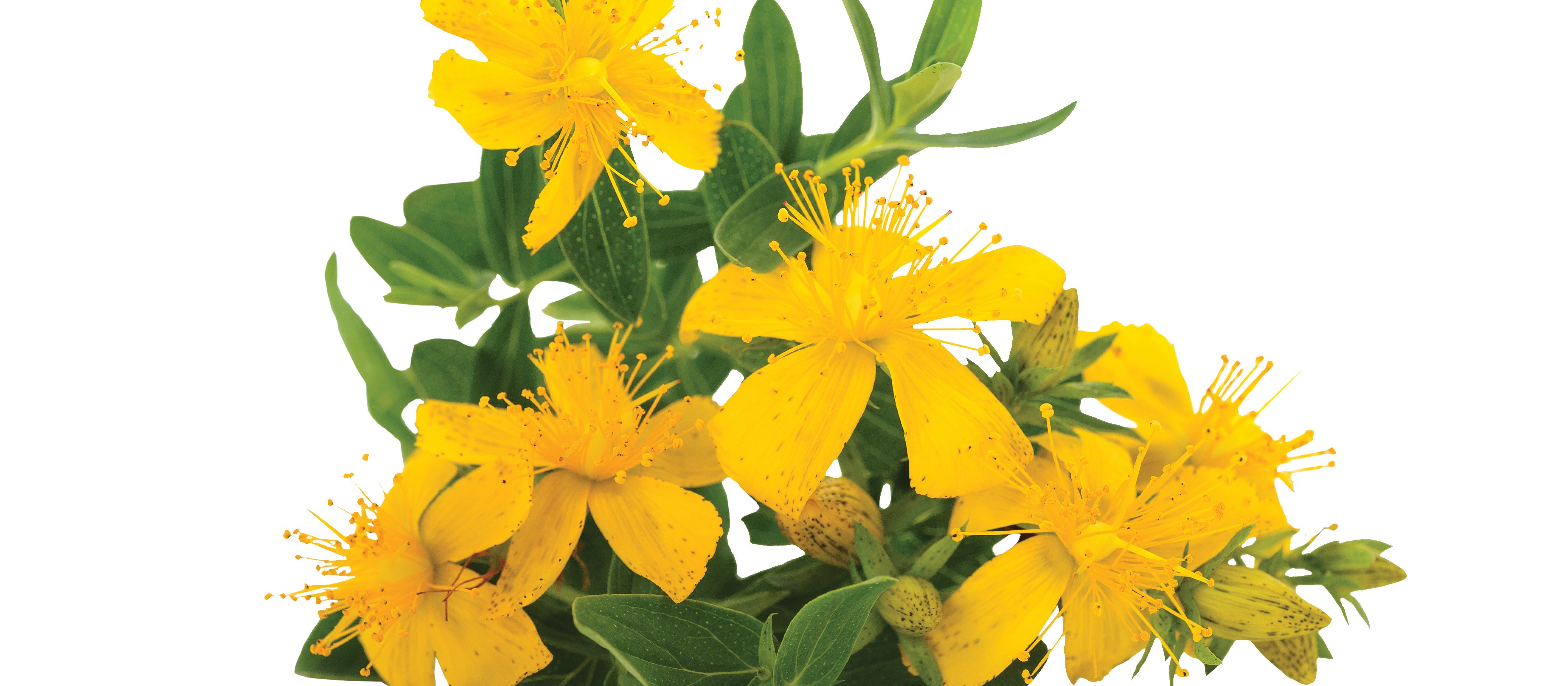 St John's wort