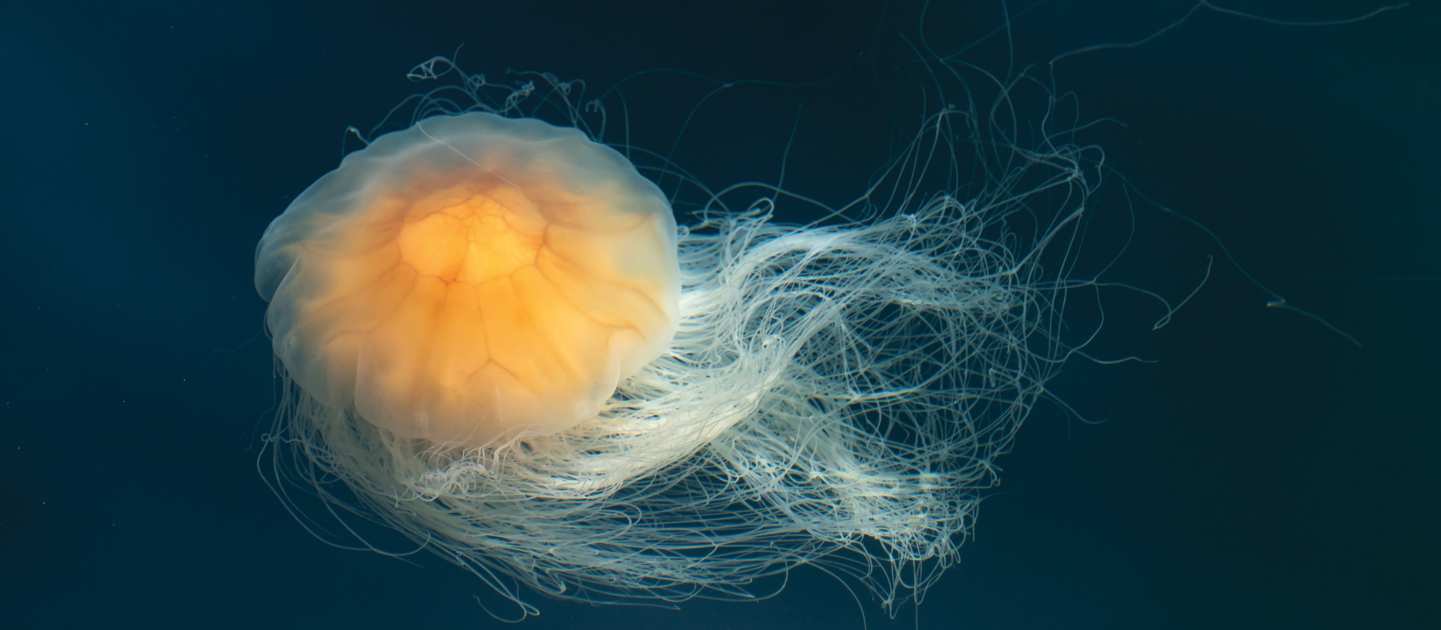 Jellyfish