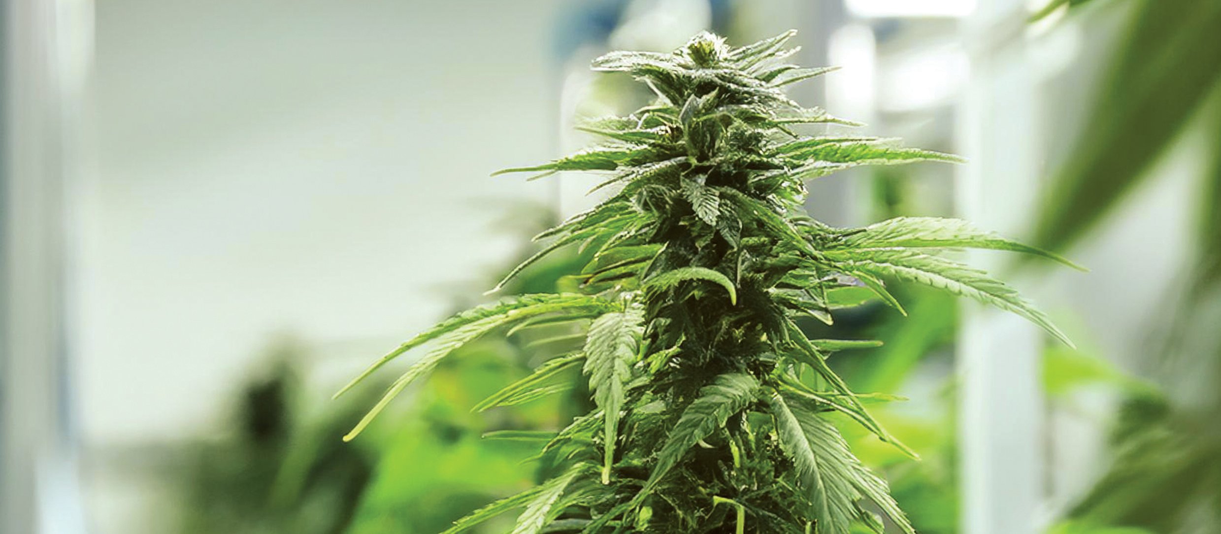 Medicinal_marijuana_CR_Photoshop_AI