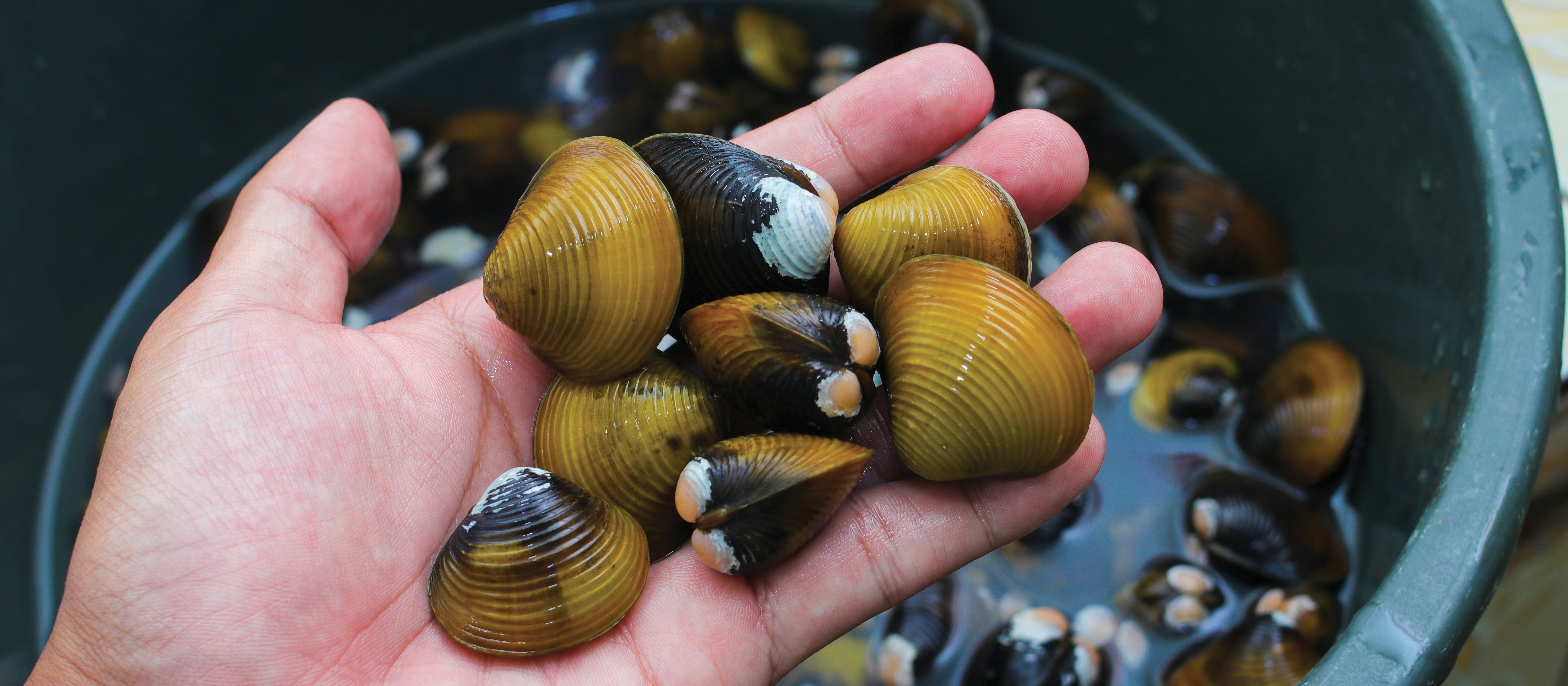 Shellfish