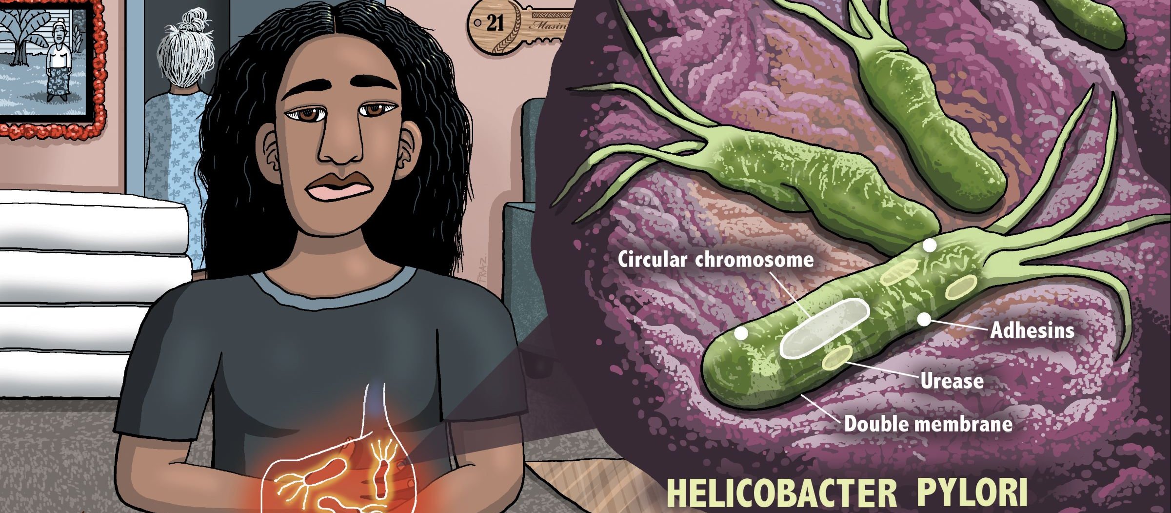 FRAZ_h_pylori