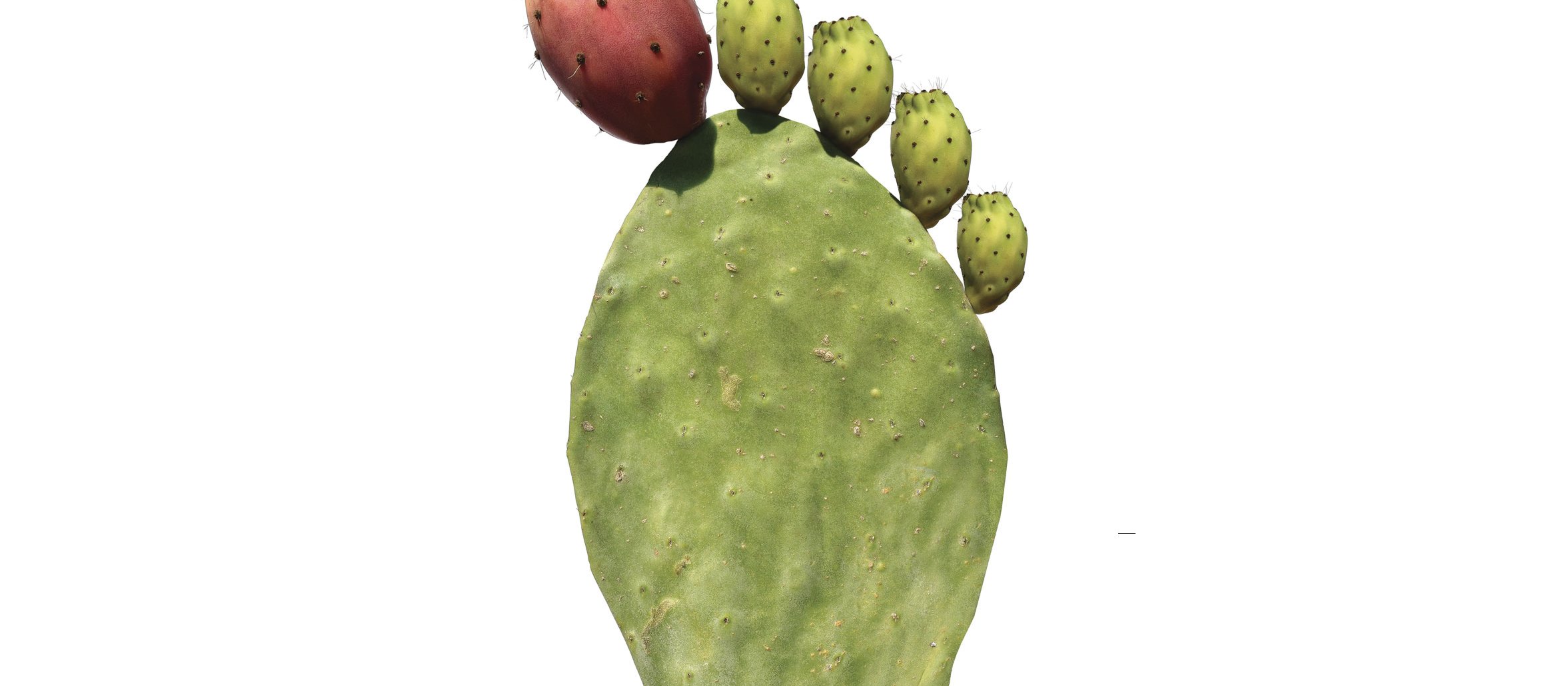 Cactus-foot_Gout