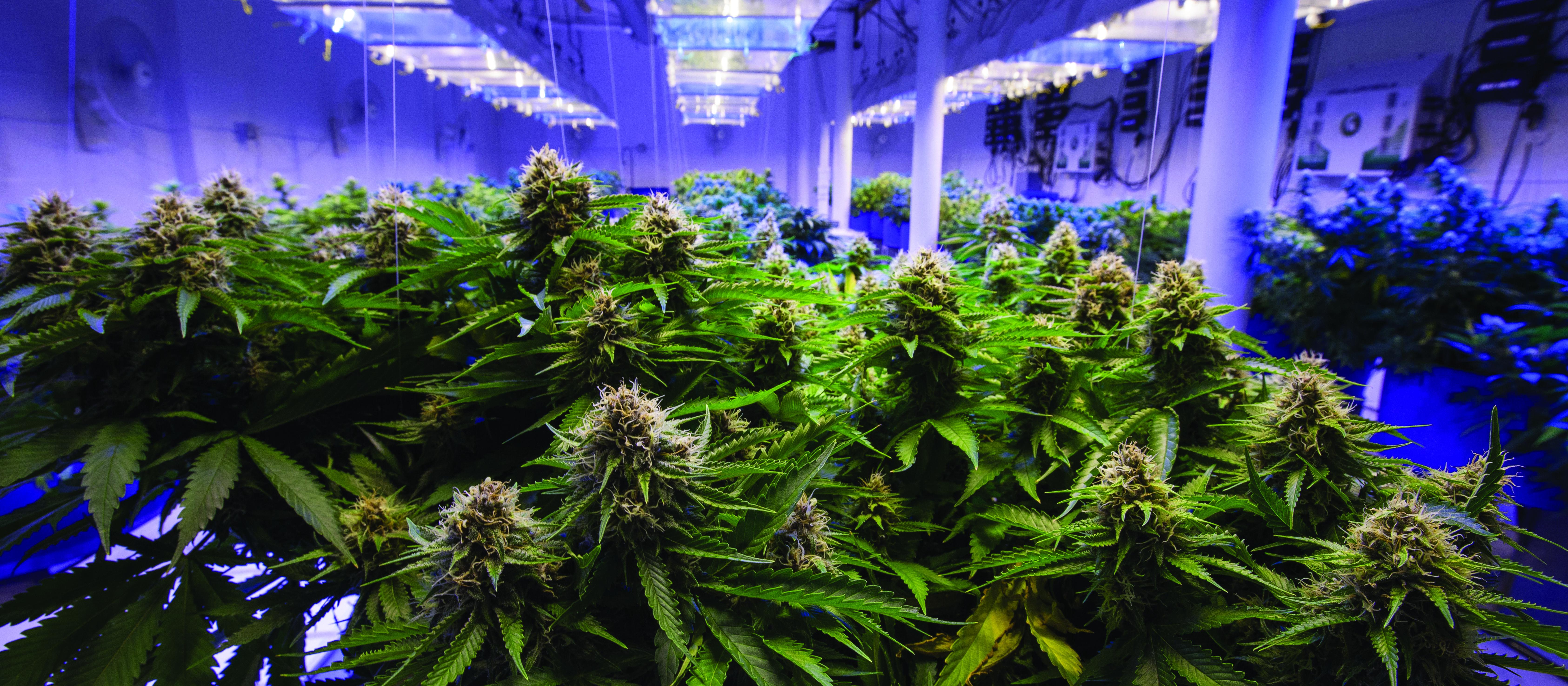Cannabis