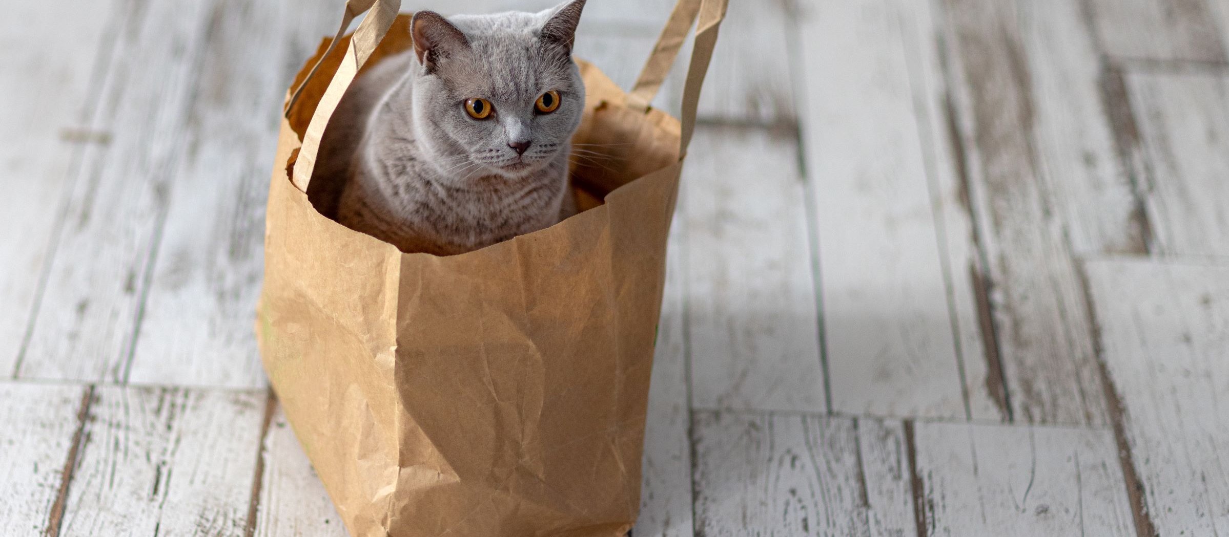 Grey cat in bag