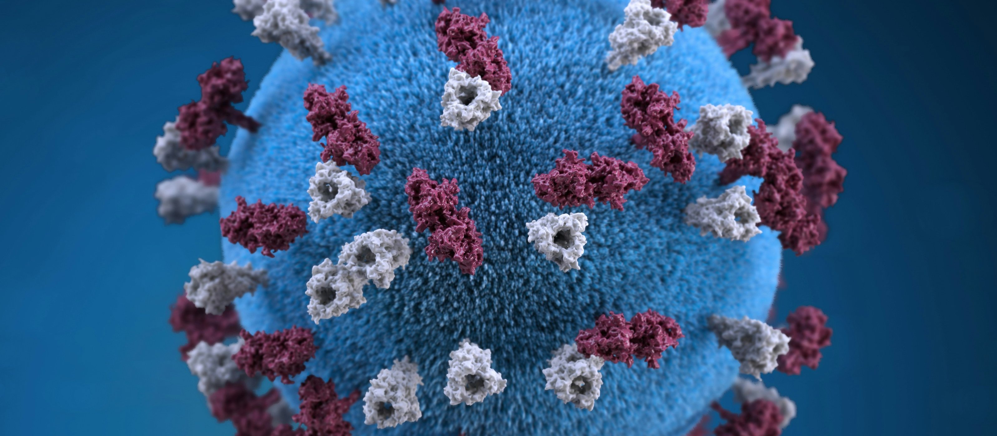 3D model of a measles particle