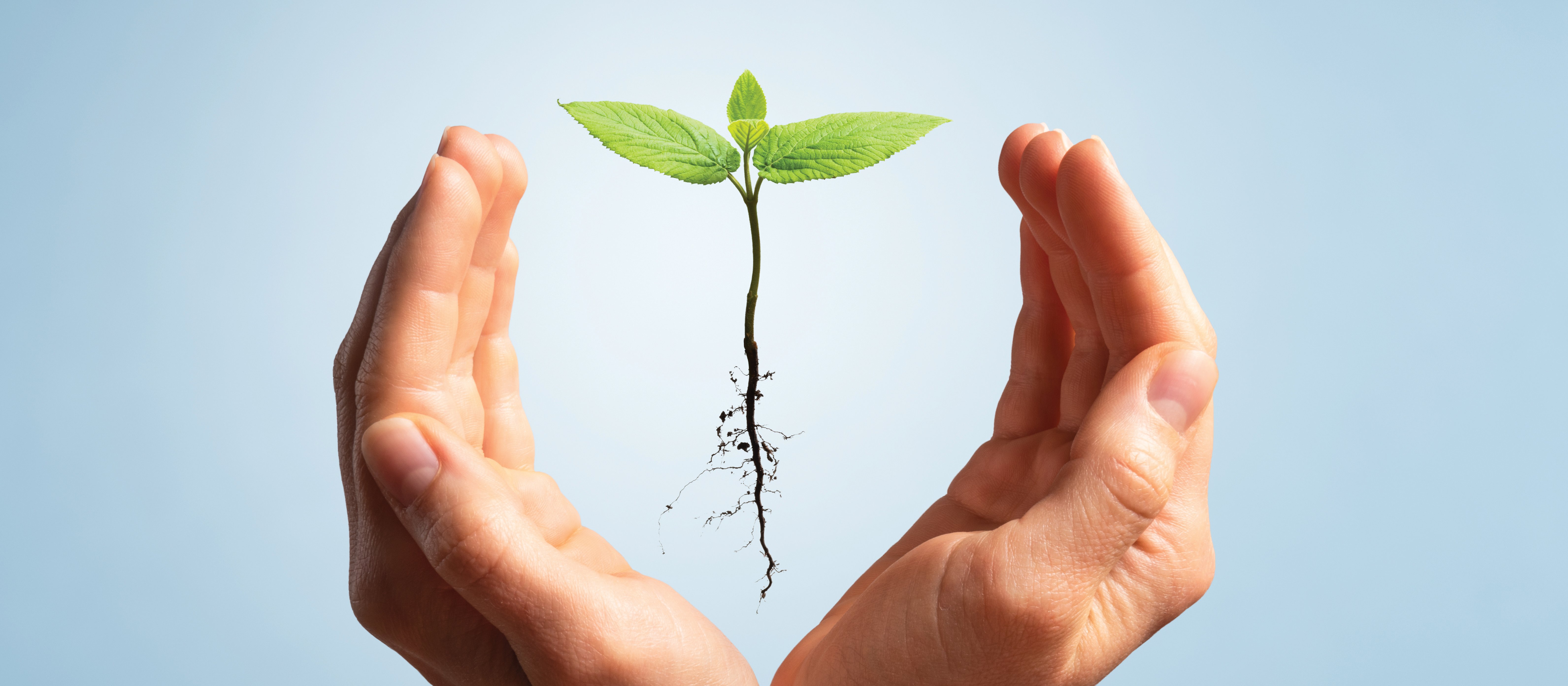 seedling CR Alex Sava on iStock