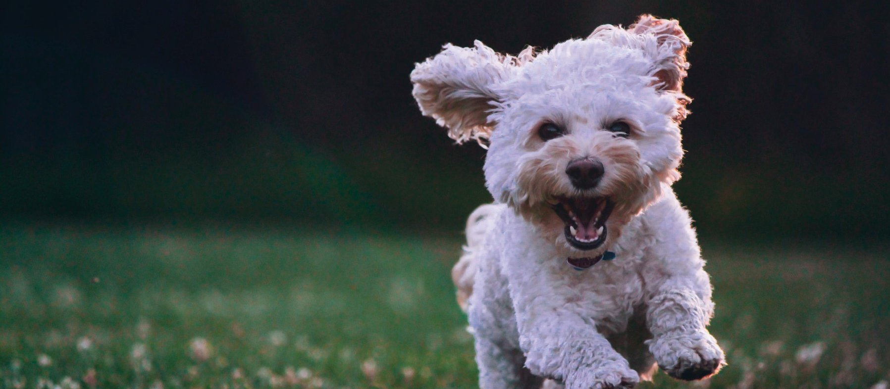 Spoodle Abby dog