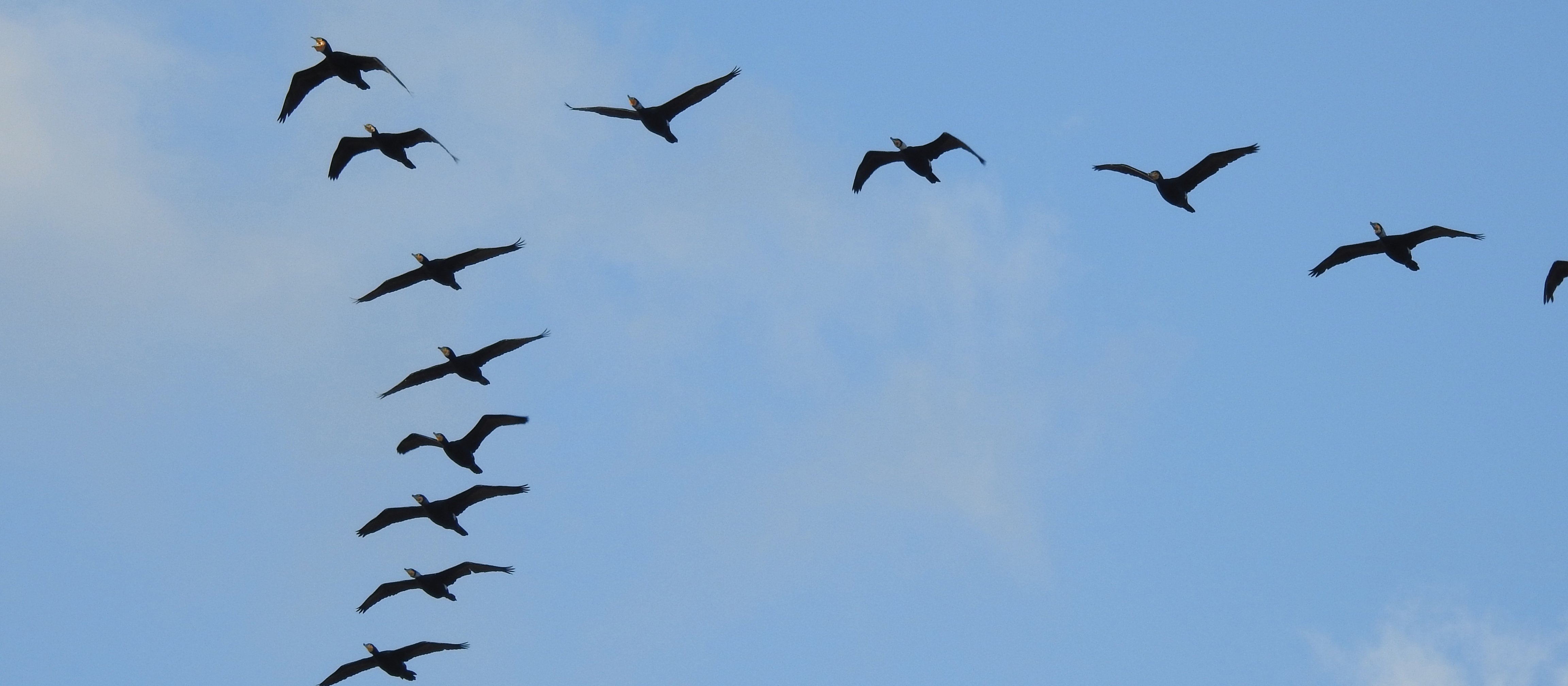 Flock of birds CR Yoel Winkler on Unsplash