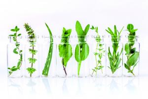 herbs plants natural jars