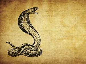 Snake oil or saviour? Demystifying complementary medicine