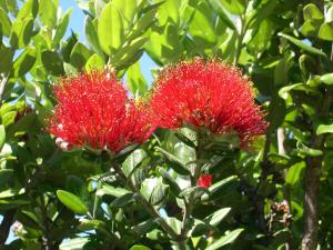 Pohutukawa flower