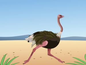 Running ostrich 