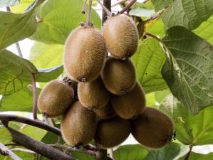 kiwifruit